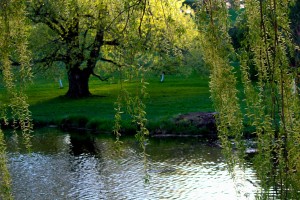 arboretum pond